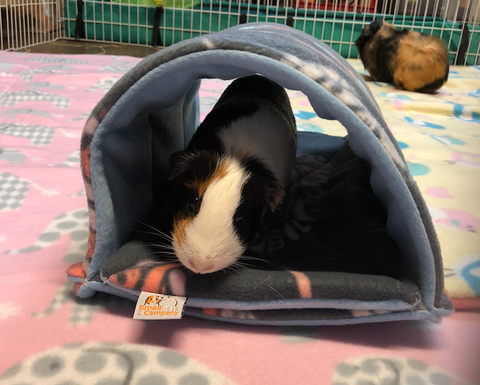 Image of Guinea Pig Tunnel | Feathers on Gray